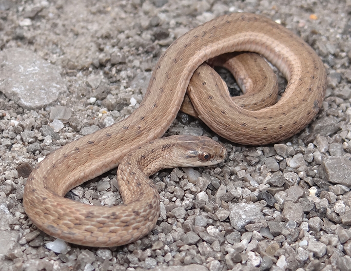 DeKay's brownsnake