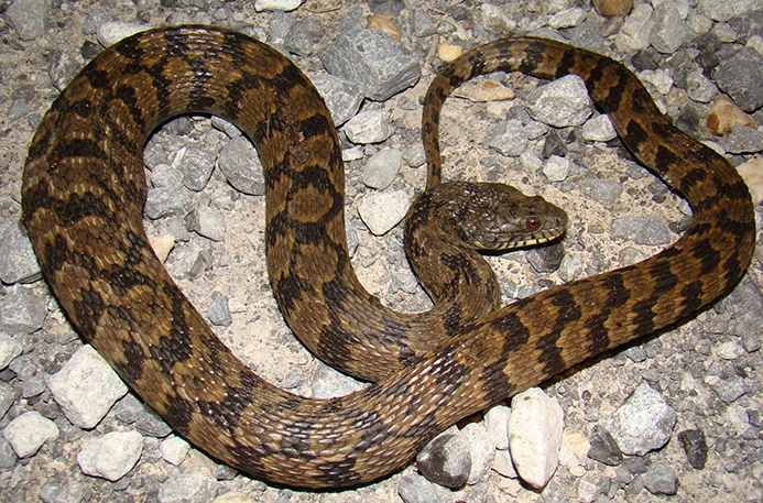 diamond-backed watersnake