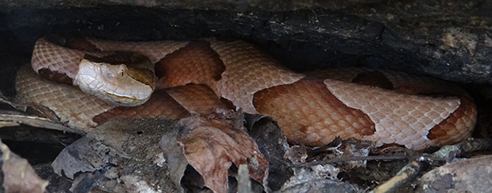 eastern copperhead