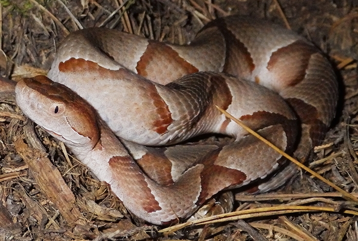eastern copperhead