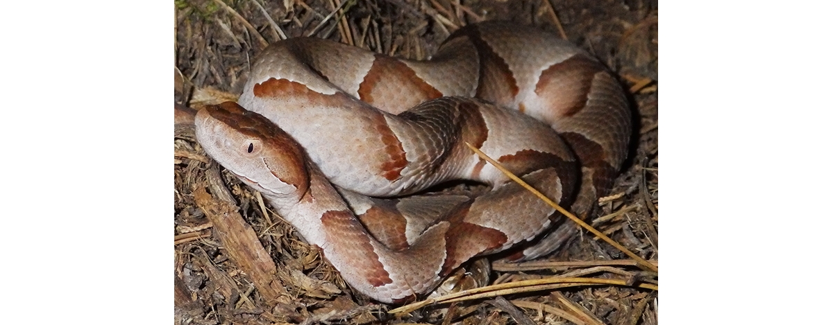 copperhead den