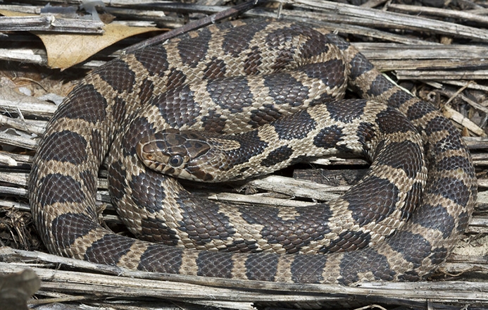 eastern foxsnake (Pantherophis vulpinus)