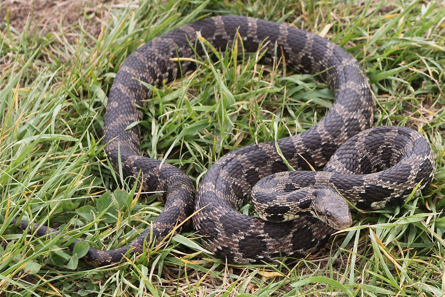 eastern foxsnake
