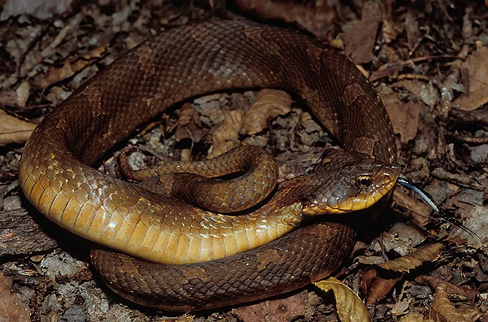 eastern hog-nosed snake (Heterodon platirhinos)