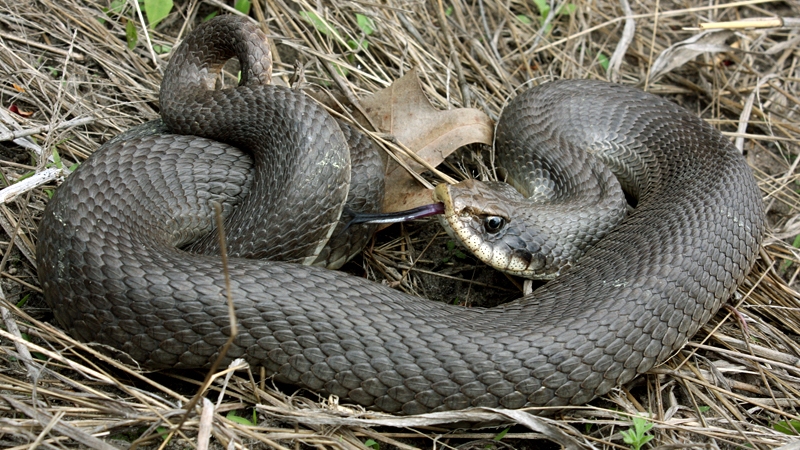eastern hognosed snake