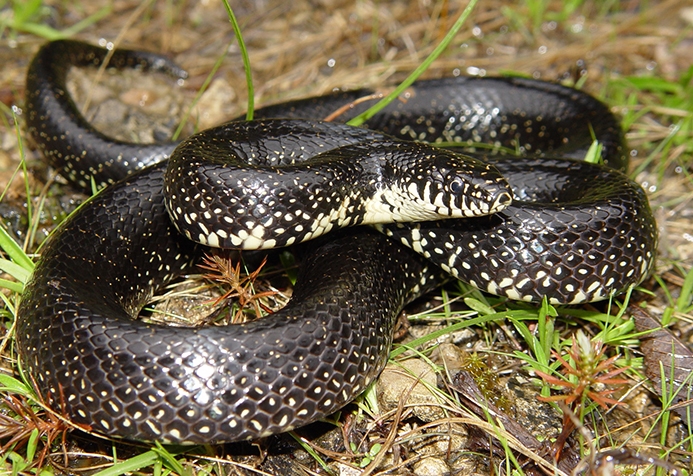 eastern kingsnake (Lampropeltis getula)