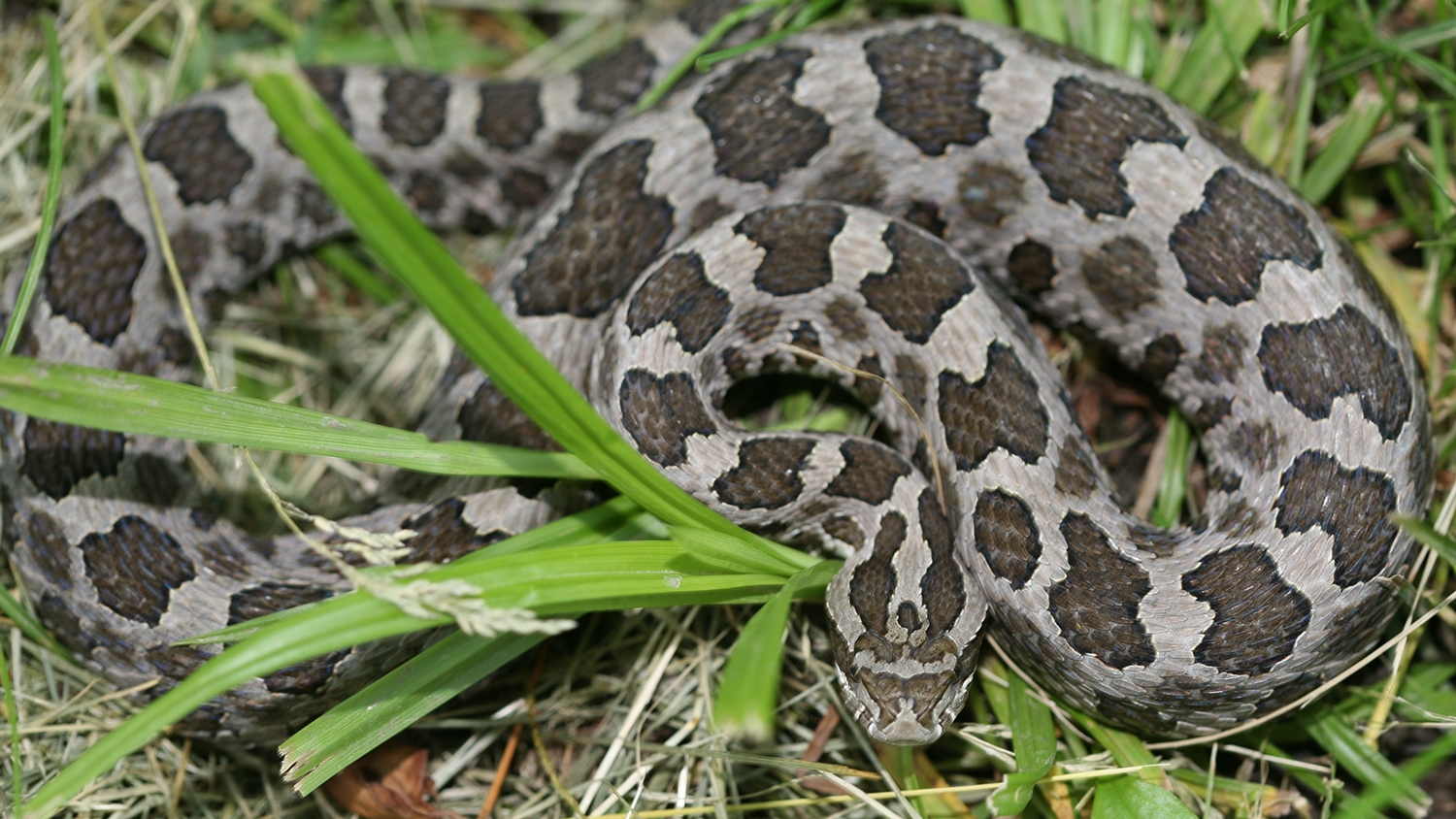 The eastern massasauga