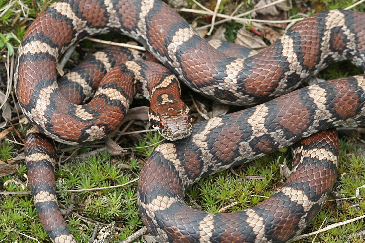 eastern milksnake