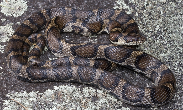 eastern milksnake (Lampropeltis triangulum)