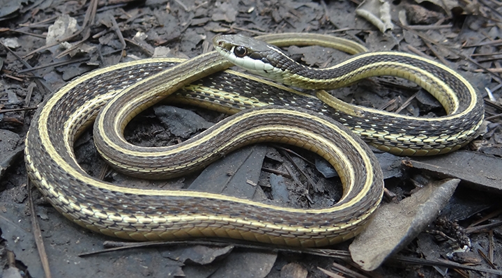 WASNEasternRibbonsnake-BG.jpg