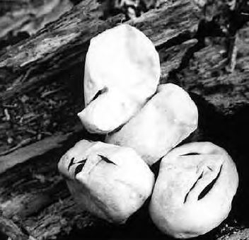 Recently hatched snake eggs in moist, rotting wood.