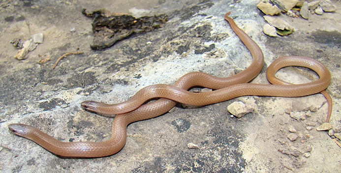 flat-headed snake