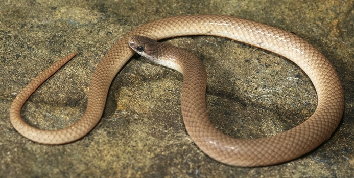 flat-headed snake (Tantilla gracilis) [state threatened]