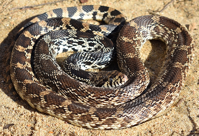gophersnake