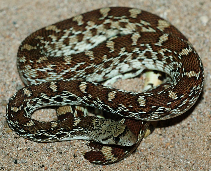 gophersnake (Pituophis catenifer) juvenile