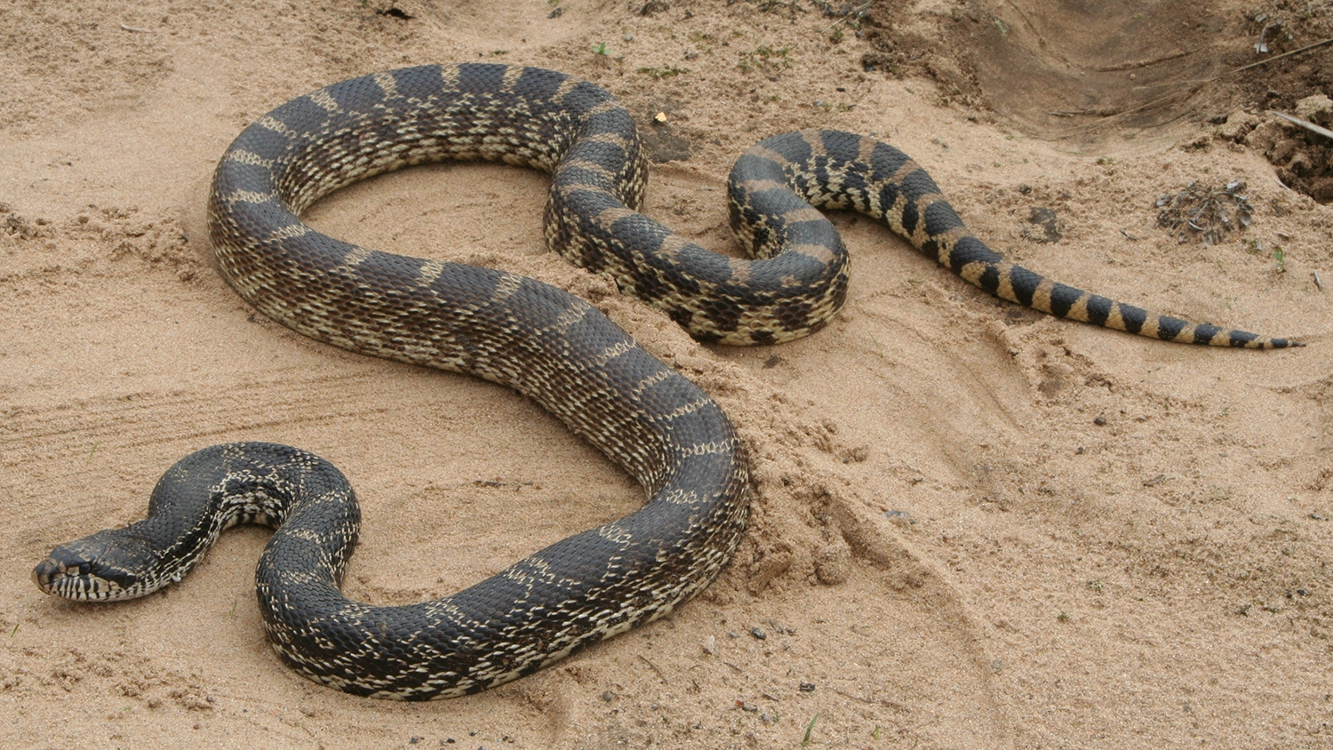gophersnake