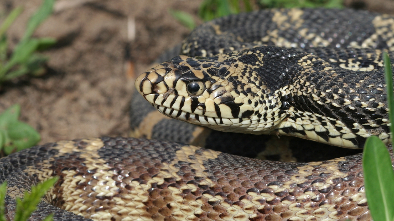 gophersnake