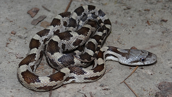 gray rat snake