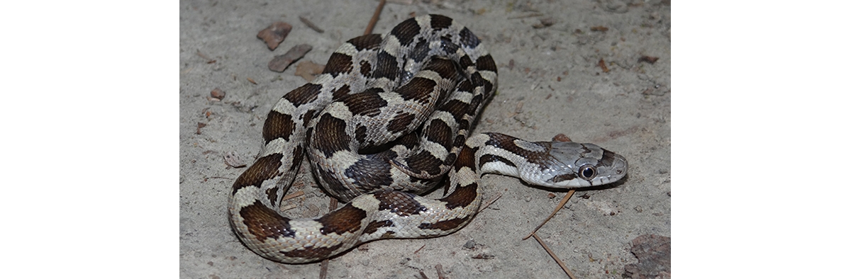 gray ratsnake