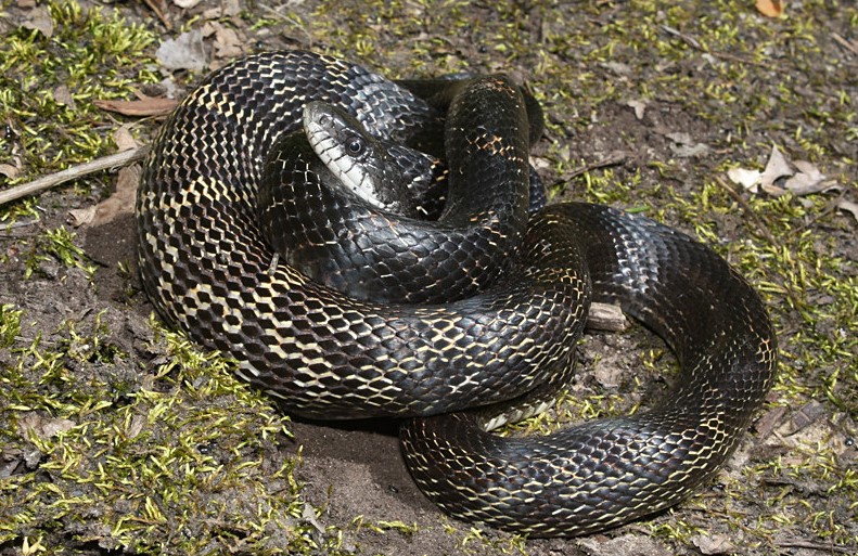 gray ratsnake (Pantherophis spiloides)