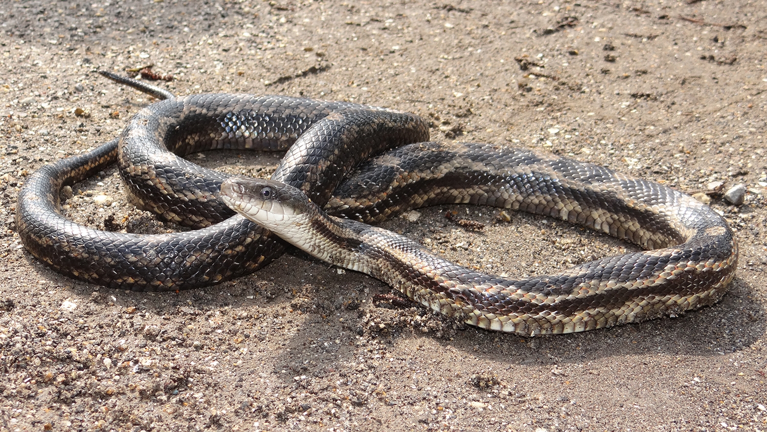 WASNGrayRatsnake1-BG.jpeg