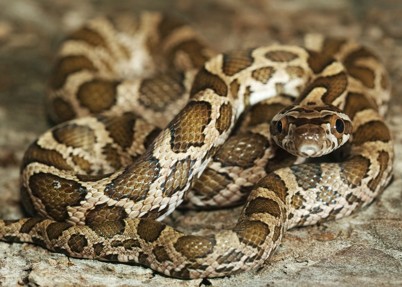 Great Plains ratsnake