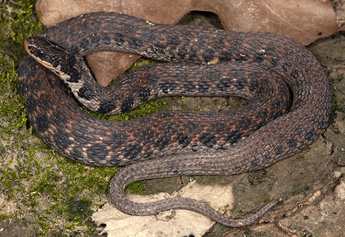 kirtland's snake