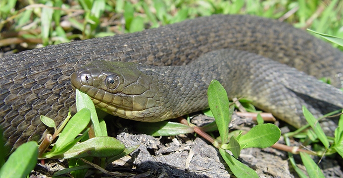 WASNMississippiGreenWatersnake-BG