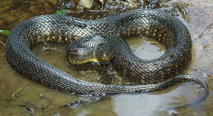 WASNMississippiGreenWatersnake-KGR