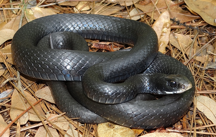 North American racer (Coluber constrictor)