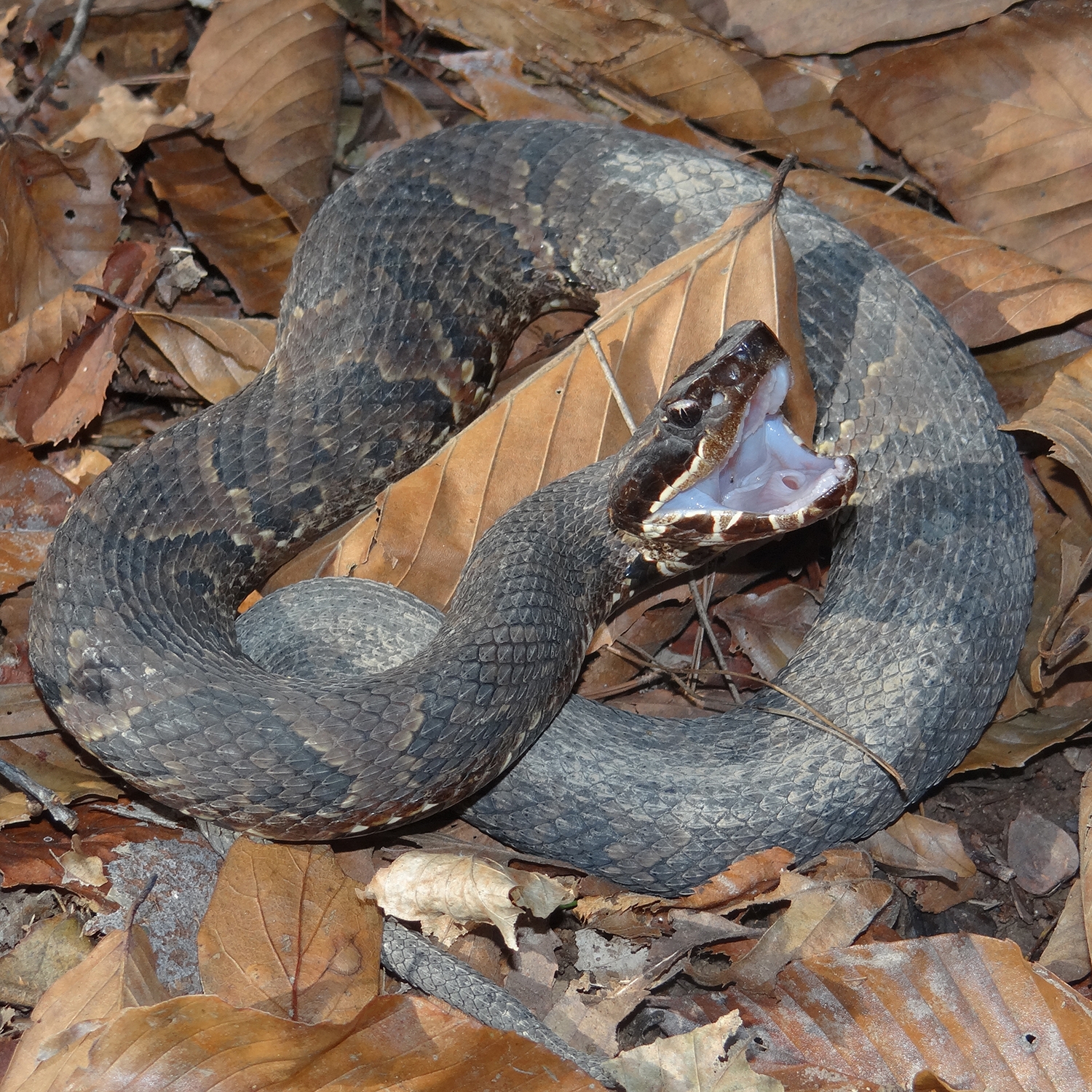 WASNNorthernCottonmouth-BG