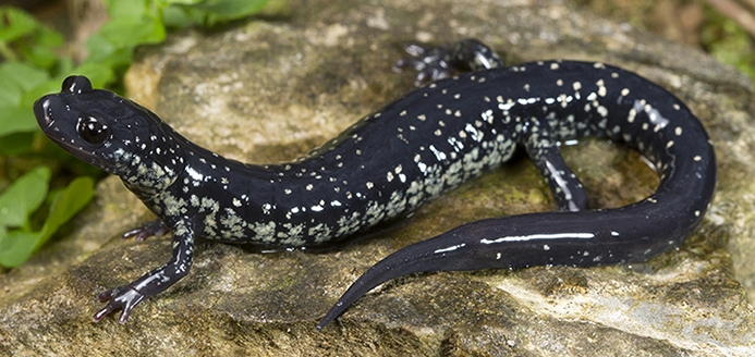 WASNorthernSlimySalamander-TP.jpg