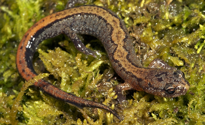 WASNorthernZigzagSalamander-RAB.jpg