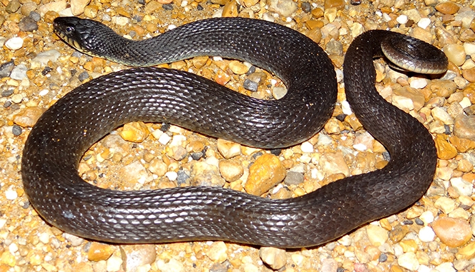 plain-bellied watersnake