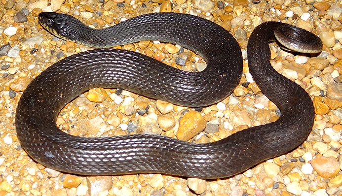 WASNPlainbelliedWatersnake-BG