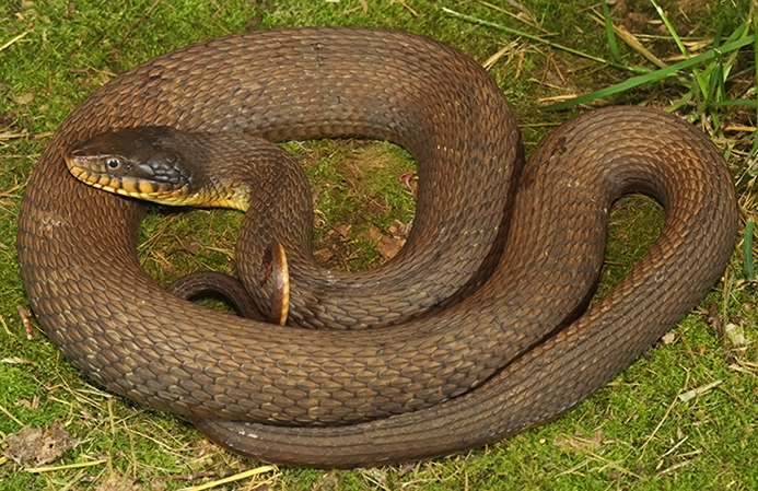 plain-bellied watersnake