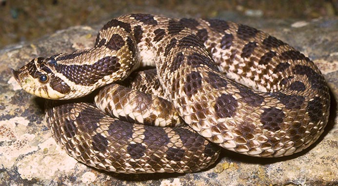 plains hog-nosed snake (Heterodon nasicus) [state threatened]