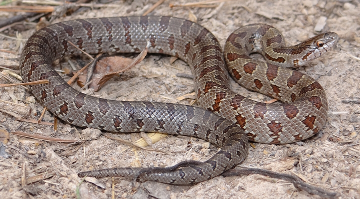 WASNPrairieKingsnake-BG