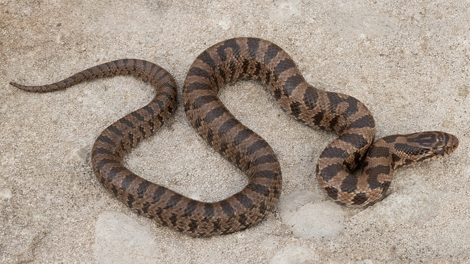 prairie kingsnake