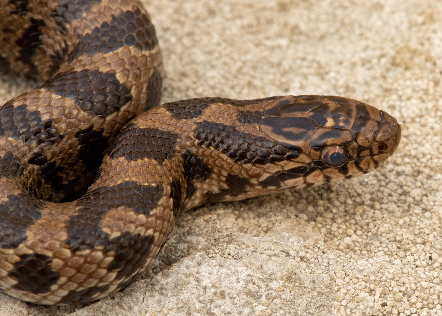 prairie kingsnake