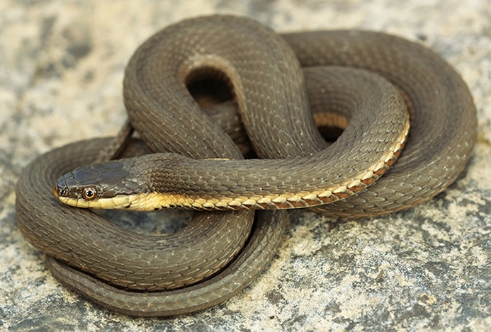Queensnake