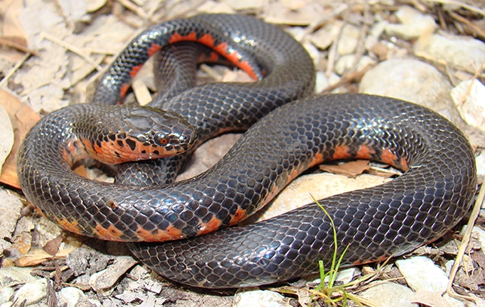 red-bellied mudsnake (Farancia abacura)