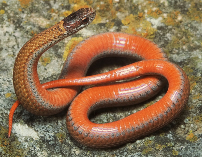 red-bellied snake