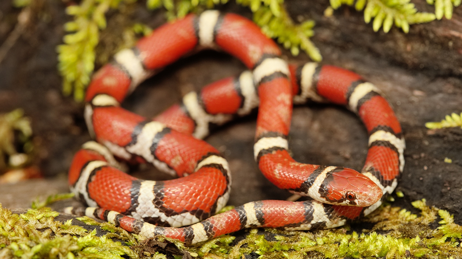 WASNRedMilksnake-KGR