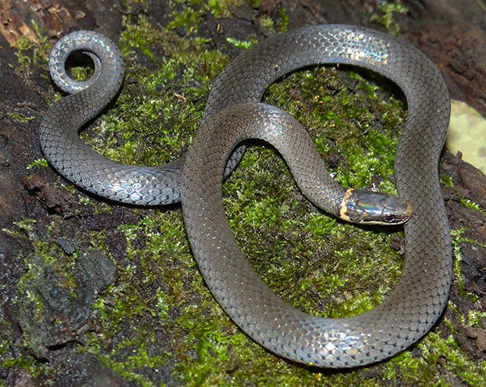 ring-necked snake (Diadophis punctatus)