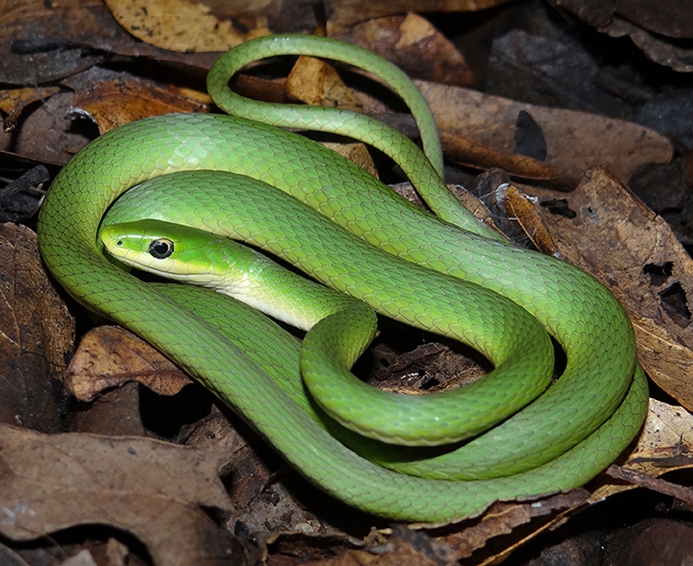 rough greensnake (Opheodrys aestivus)