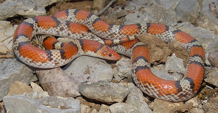 scarletsnake (Cemophora coccinea)