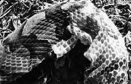 A copperhead sheddings its skin