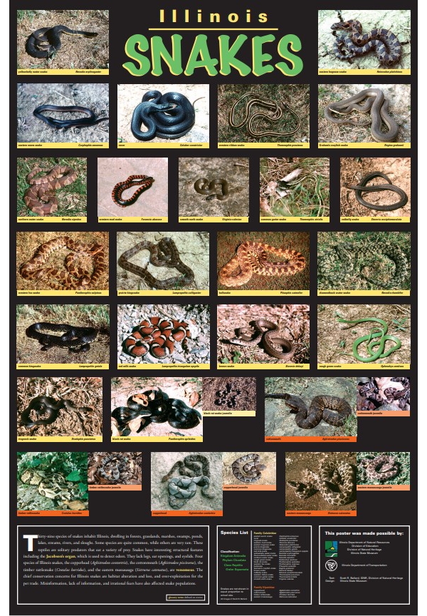 Illinois Snake Species Unveiled: Discover the Fascinating World of Serpents in the Prairie State