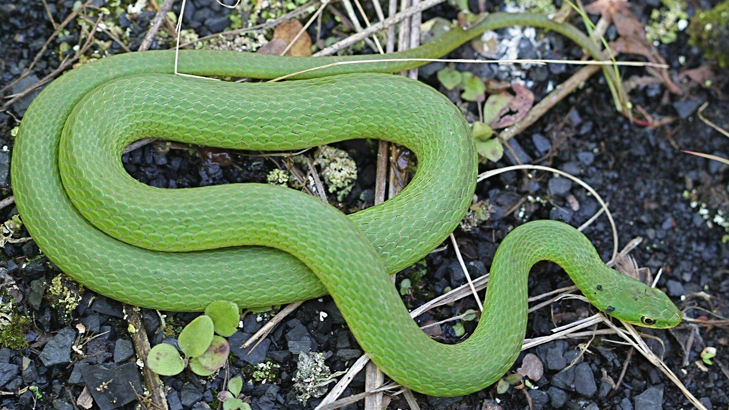 smooth greensnake